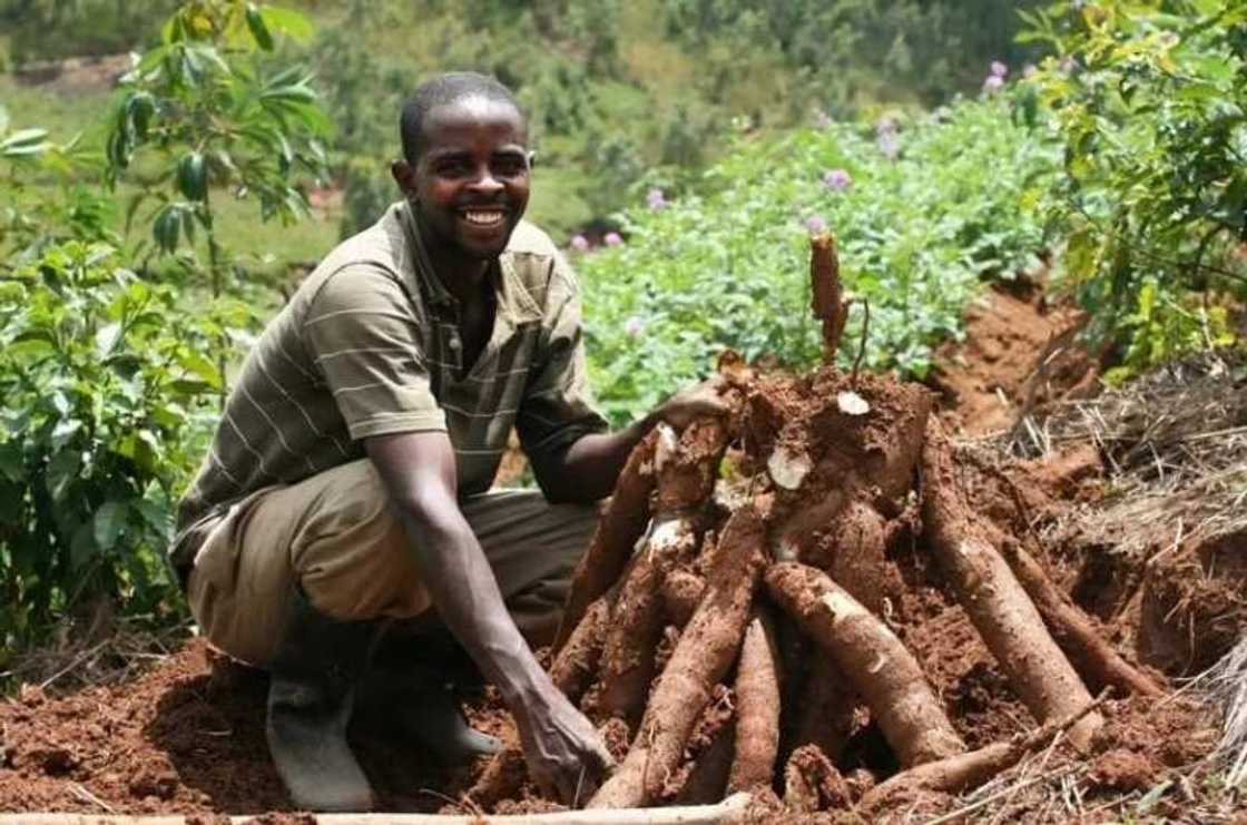 Cassava production in Nigeria Cassava production in Nigeria