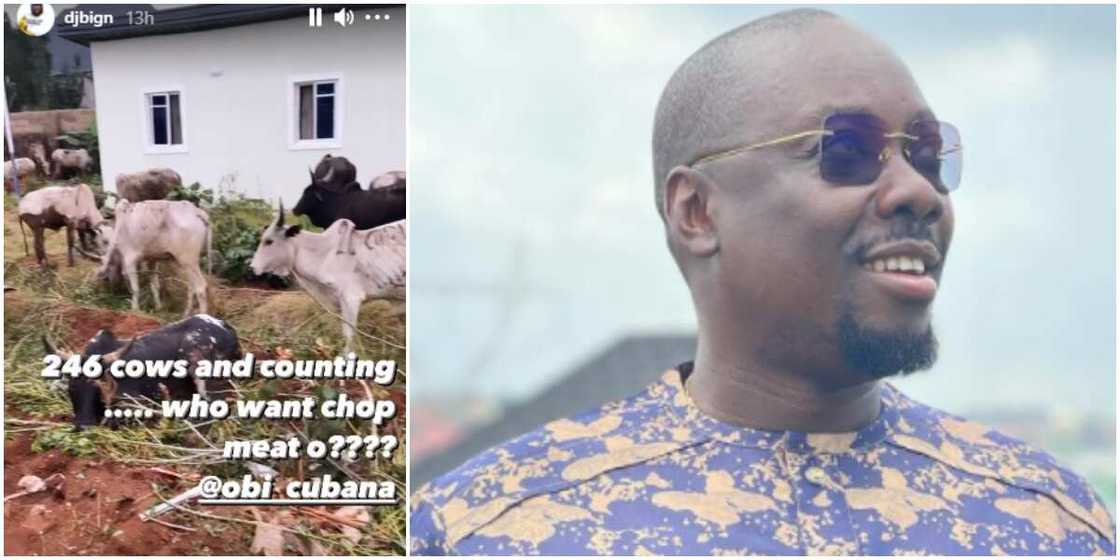 DJ Big N says Obi Cubana's cows are over 200 DJ Big N says Obi Cubana's cows are over 200