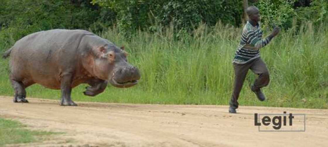 Dagacin kauye ya kai kuka game da harin da Dorina ke kaiwa kaiwa mutane a Gombe Dagacin kauye ya kai kuka game da harin da Dorina ke kaiwa kaiwa mutane a Gombe