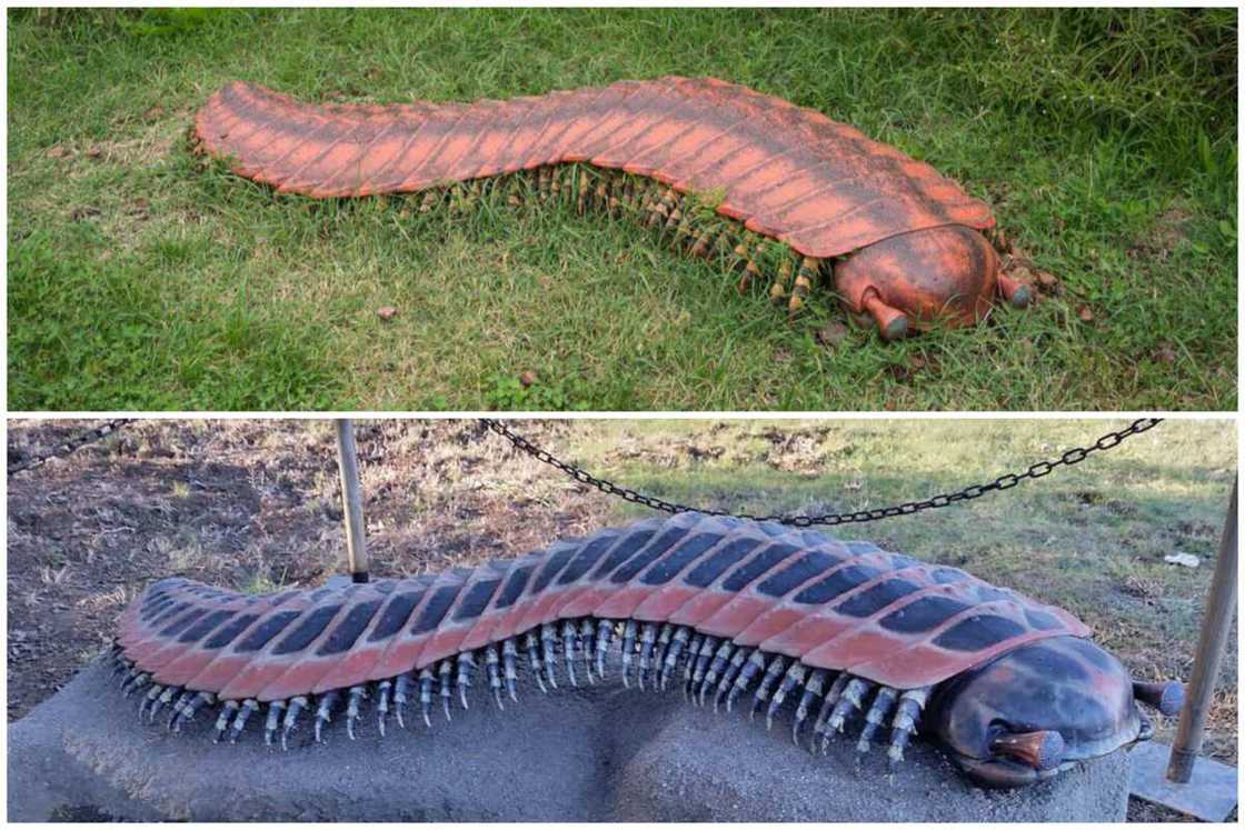 Chilling animals Chilling animals