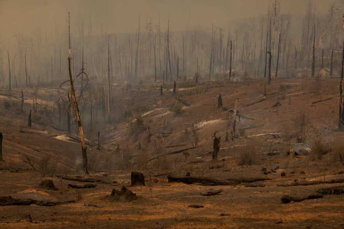 A forest decimated by the Oak Fire near Mariposa, California A forest decimated by the Oak Fire near Mariposa, California