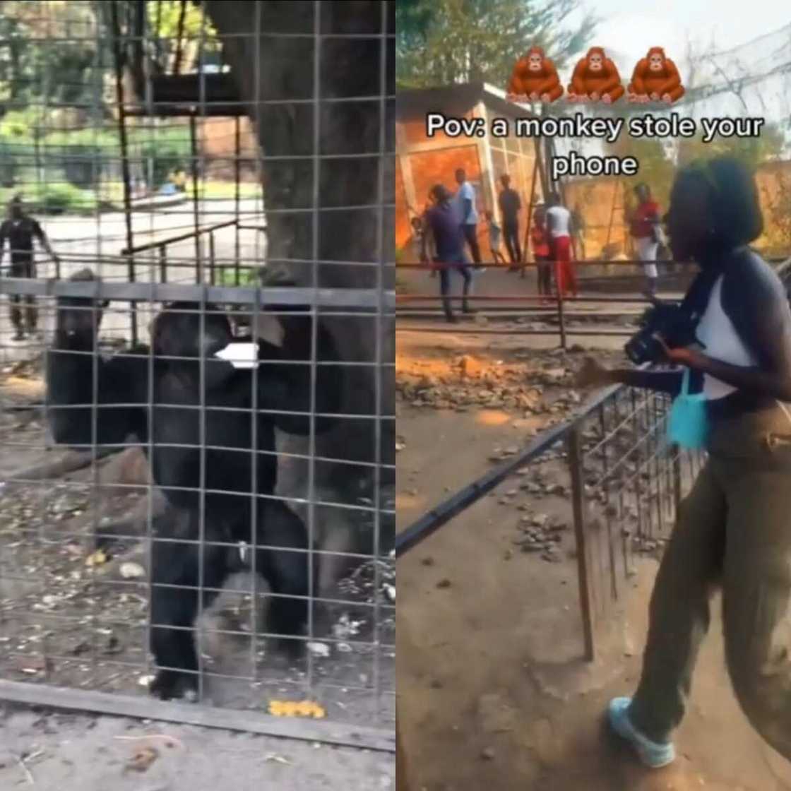 Biri a gidan Zoo Biri a gidan Zoo