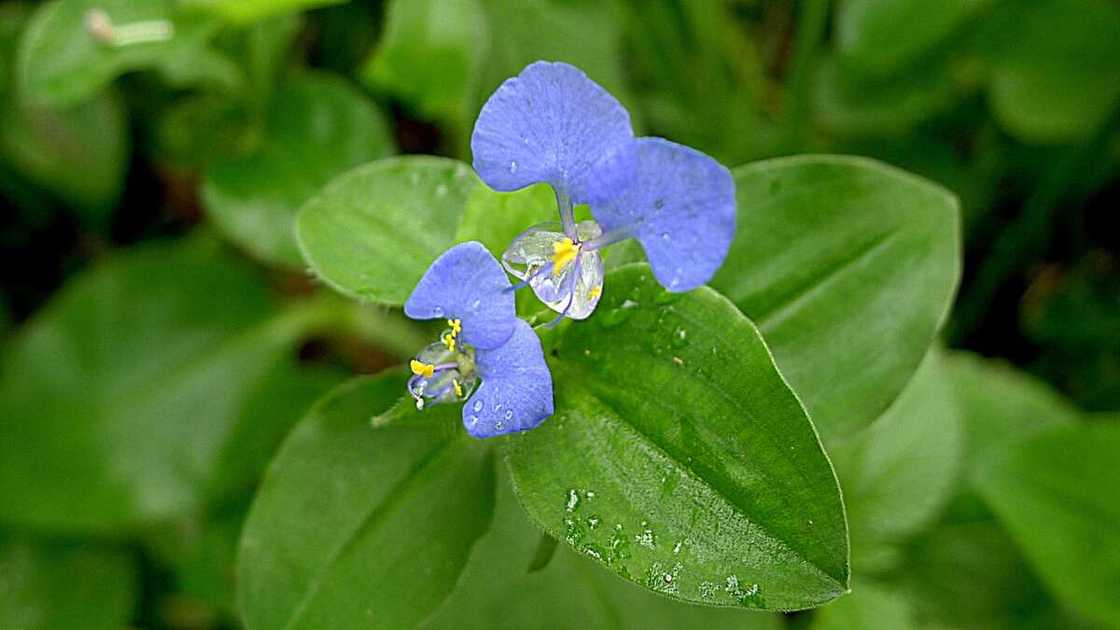 Commelina benghalensis Commelina benghalensis