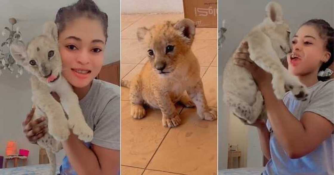 Nigerian lady buys lioness cub as pet