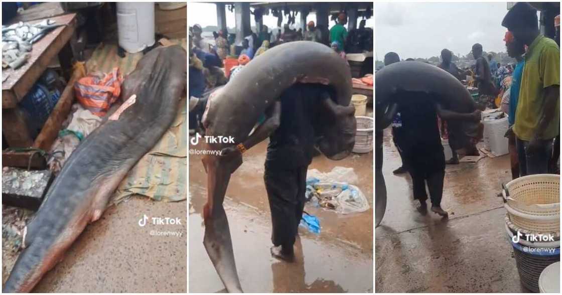 Man catches giant fish Man catches giant fish