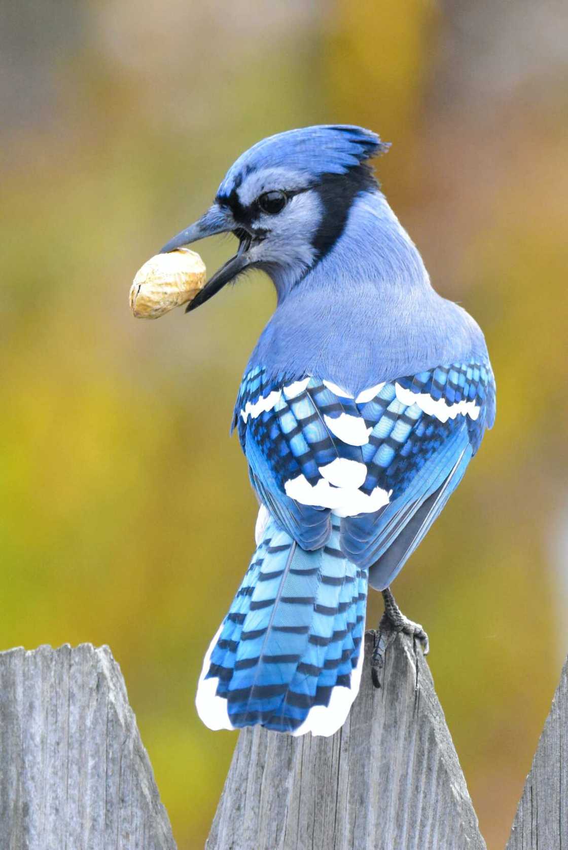 Coolest birds in the world