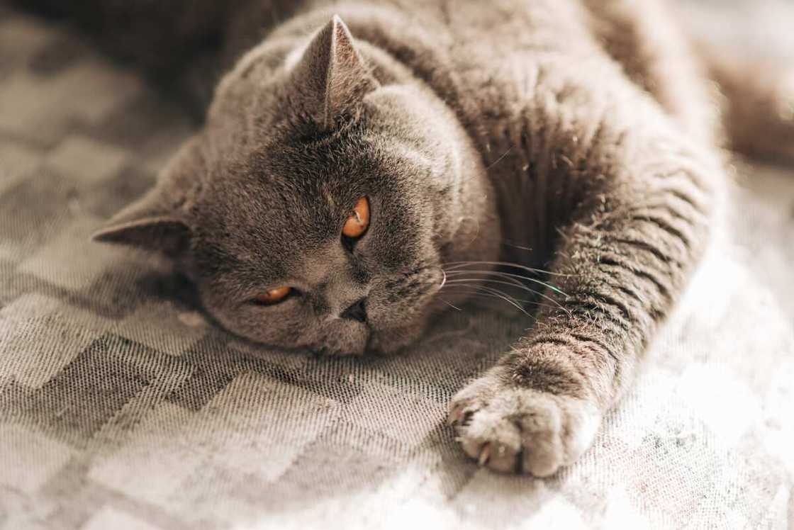 chat british shorthair chat british shorthair