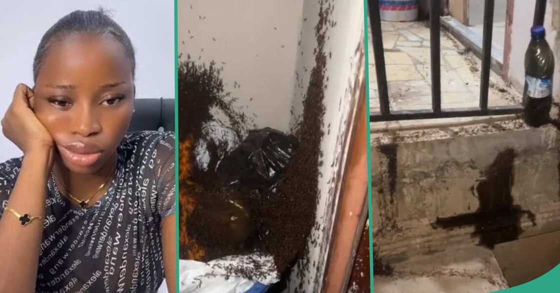 Lady worried as ants storm her home in large numbers, occupy everywhere