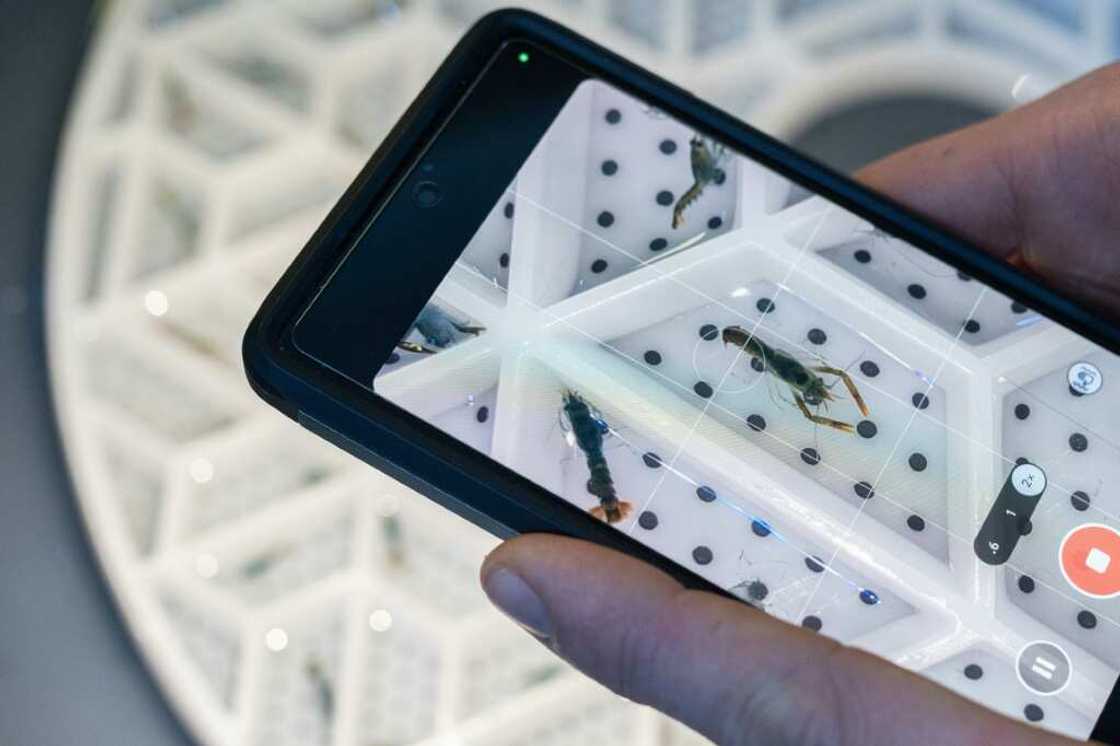 Juvenile lobsters are kept in a segmented tray, to prevent them from eating each other Juvenile lobsters are kept in a segmented tray, to prevent them from eating each other