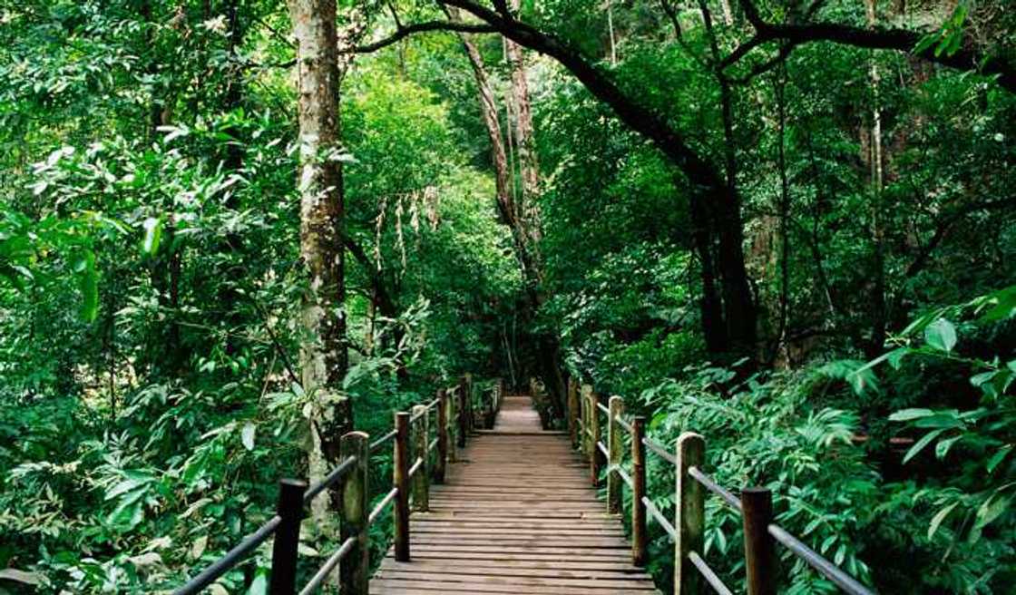 Nigerian forest Nigerian forest