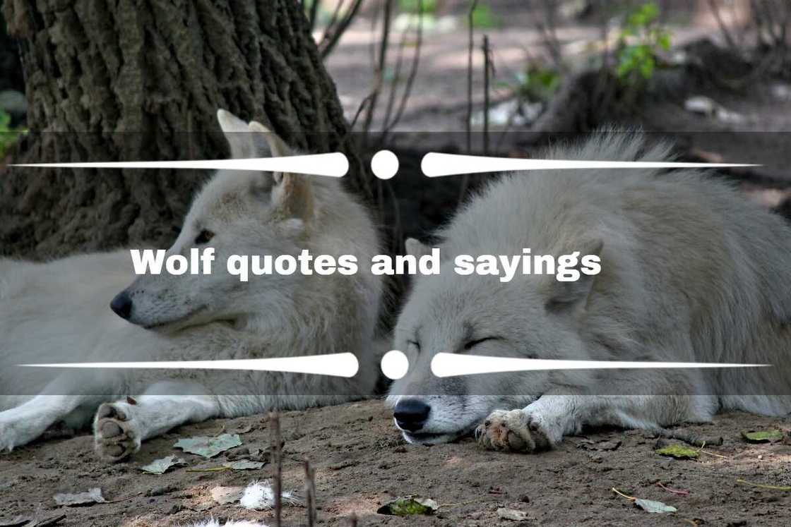 Wolf quotes Wolf quotes