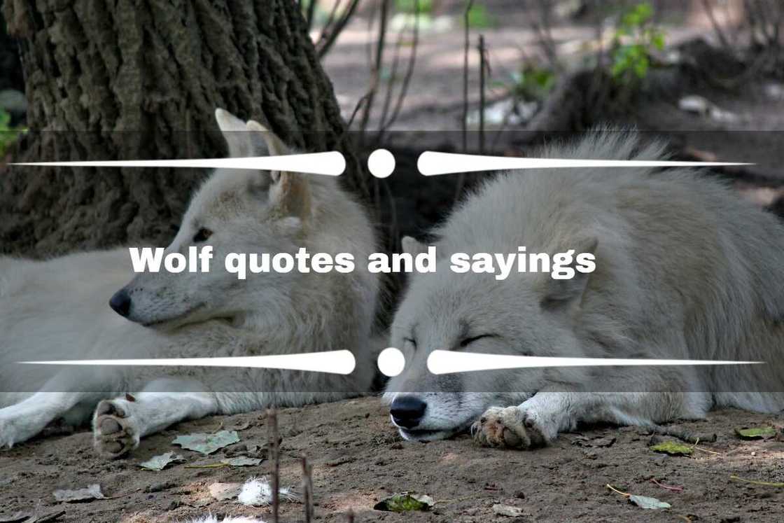 Wolf quotes