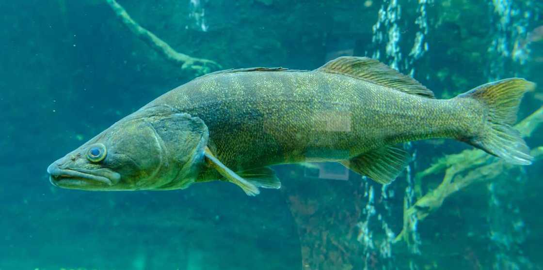 Do fish get thirsty? Do fish get thirsty?