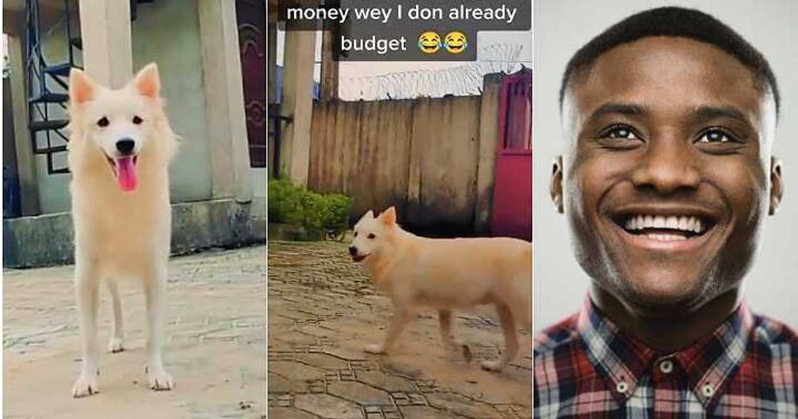 Kyara cutest, Pregnant dog, playing Kyara cutest, Pregnant dog, playing