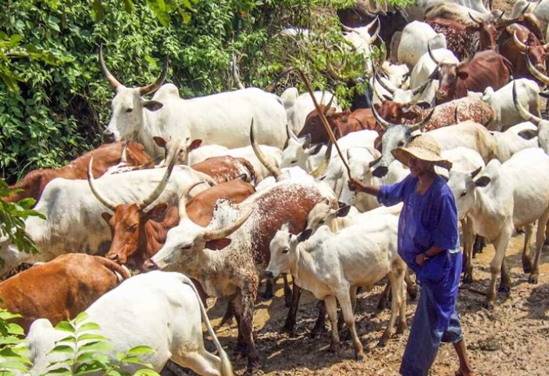 Duk Makiyayin da Ya Shigo Kano Ba Tare da Izini Ba Za a Mai Dashi in da Ya Fito, ’Yan Sanda