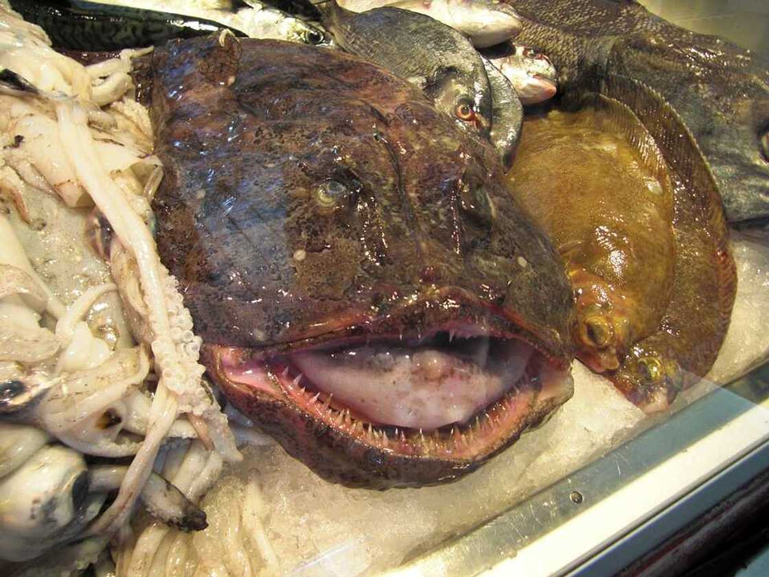 ugliest fish ugliest fish