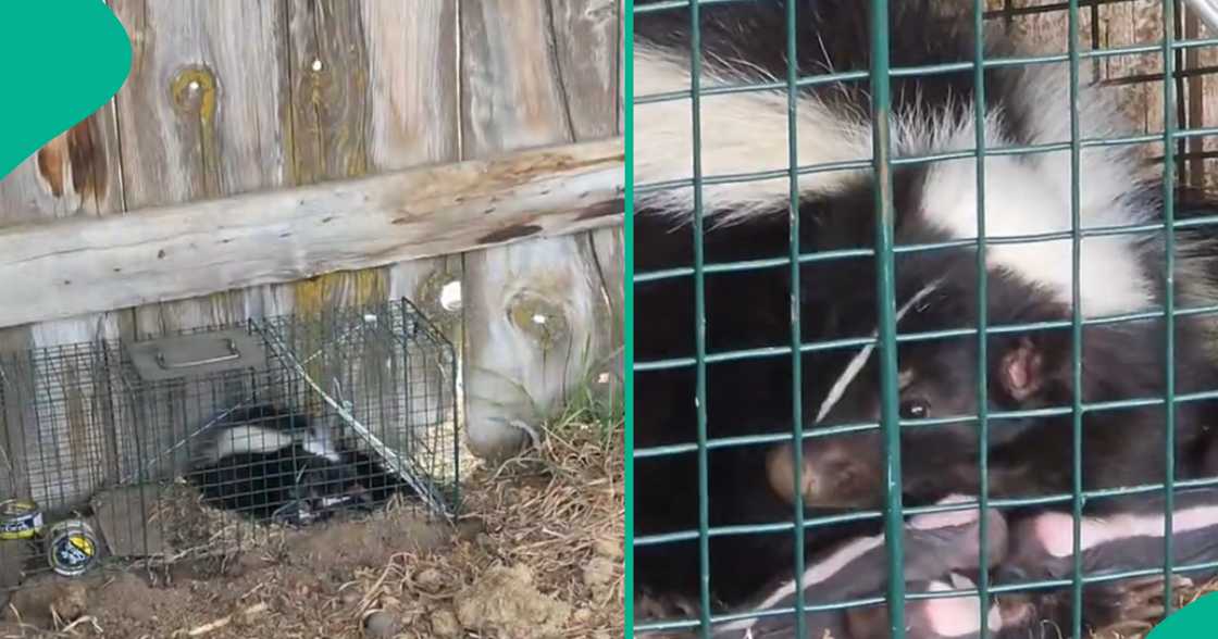 Farmer discovers skunk and babies after planting a live trap in his farm. Farmer discovers skunk and babies after planting a live trap in his farm.