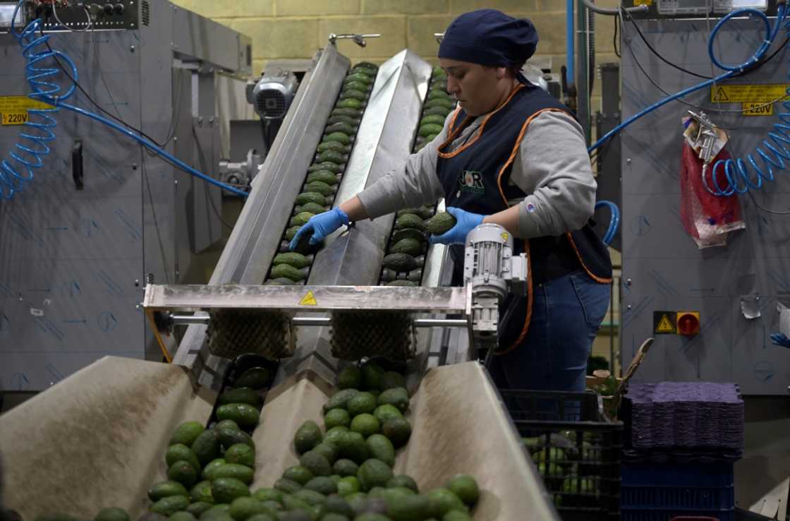 Michoacan, an area as big as Costa Rica, is expected to export some 110,000 tons of avocados for the Super Bowl