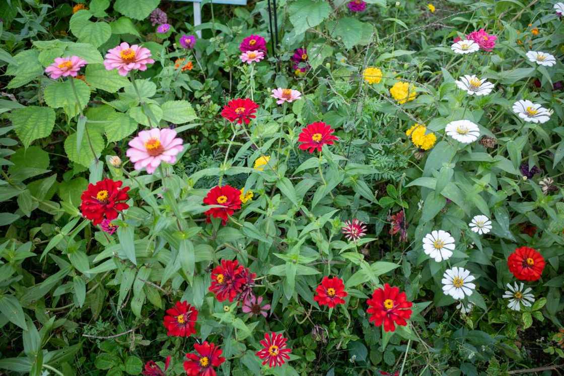 Different colours of China aster