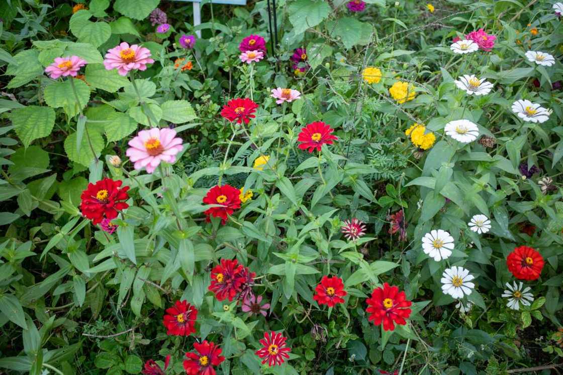 Different colours of China aster Different colours of China aster