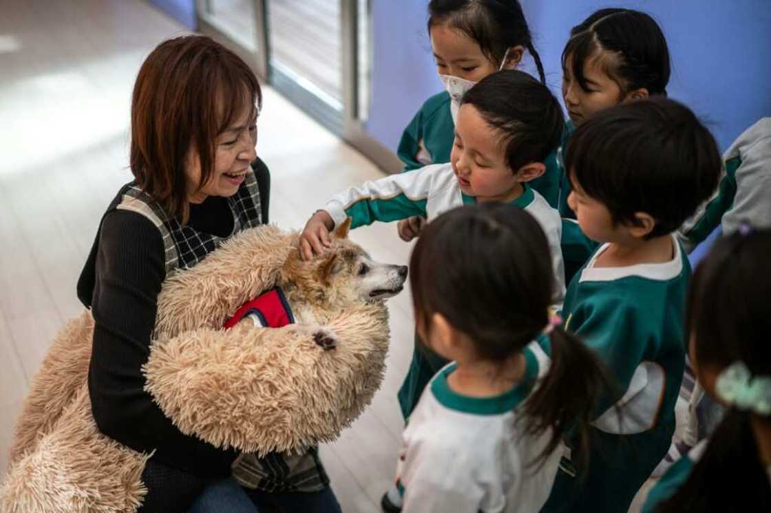 Atsuko Sato (L) and her Japanese shiba inu dog Kabosu play with students at a kindergarten Atsuko Sato (L) and her Japanese shiba inu dog Kabosu play with students at a kindergarten