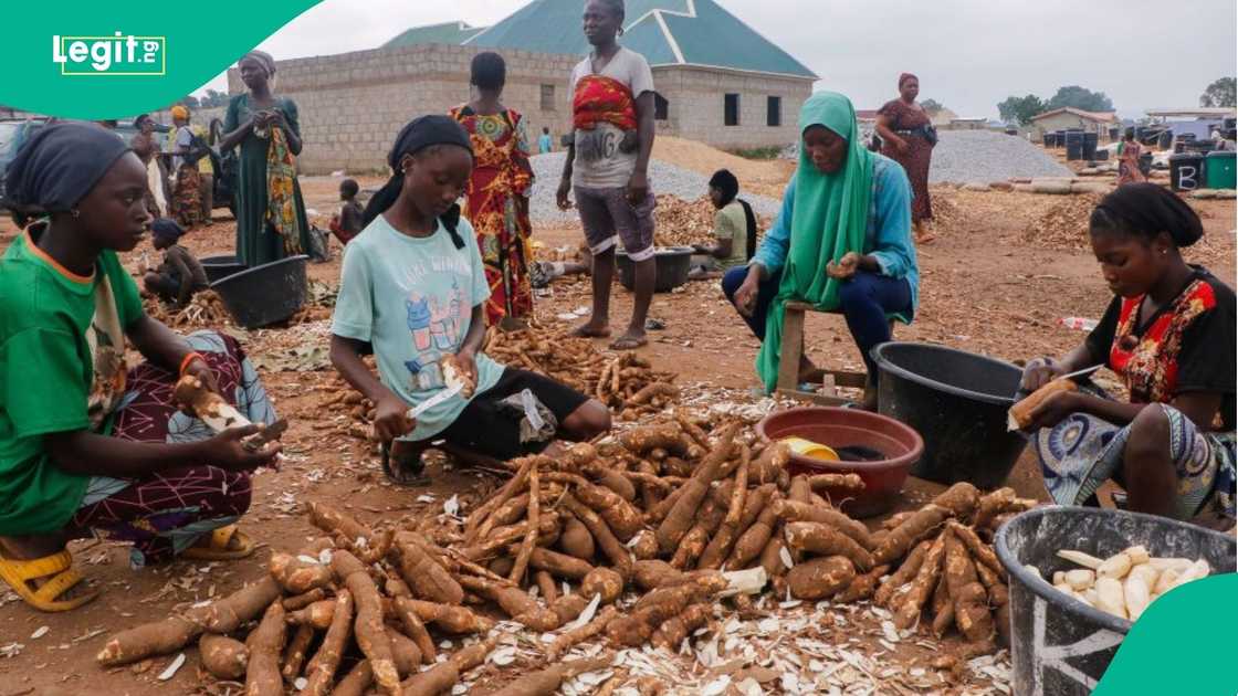 Women processing Cassava locally in Nigeria Women processing Cassava locally in Nigeria