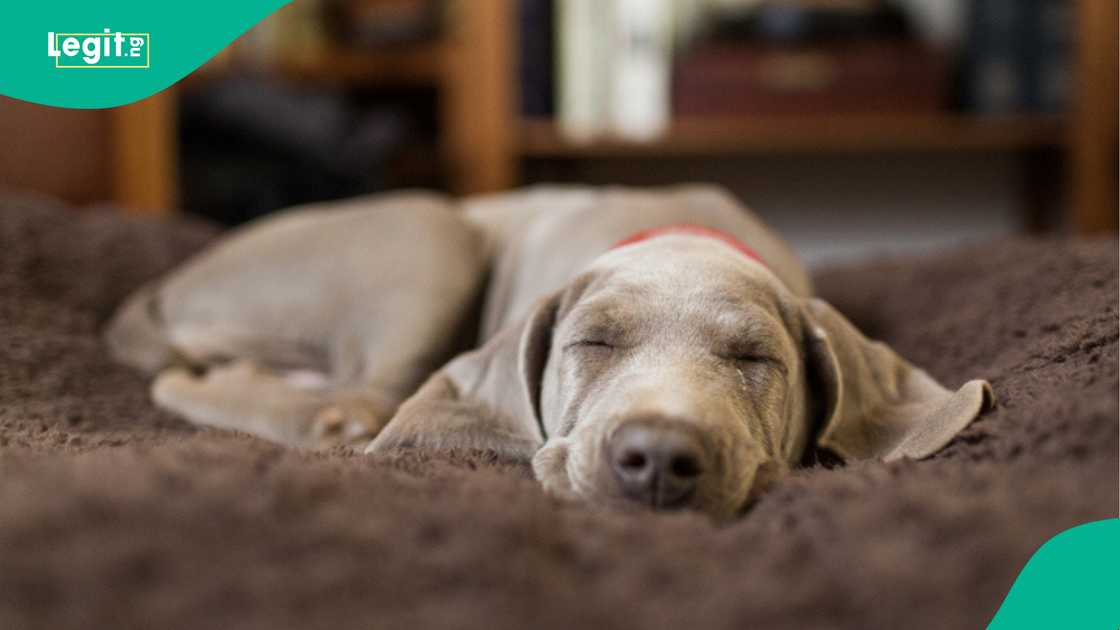 Dog mourns after having miscariage. Dog mourns after having miscariage.