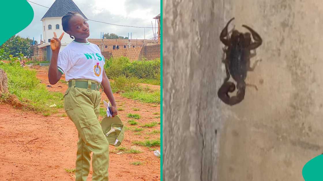 Lady shares video as she finds big scorpion in her compound while looking for holes Lady shares video as she finds big scorpion in her compound while looking for holes