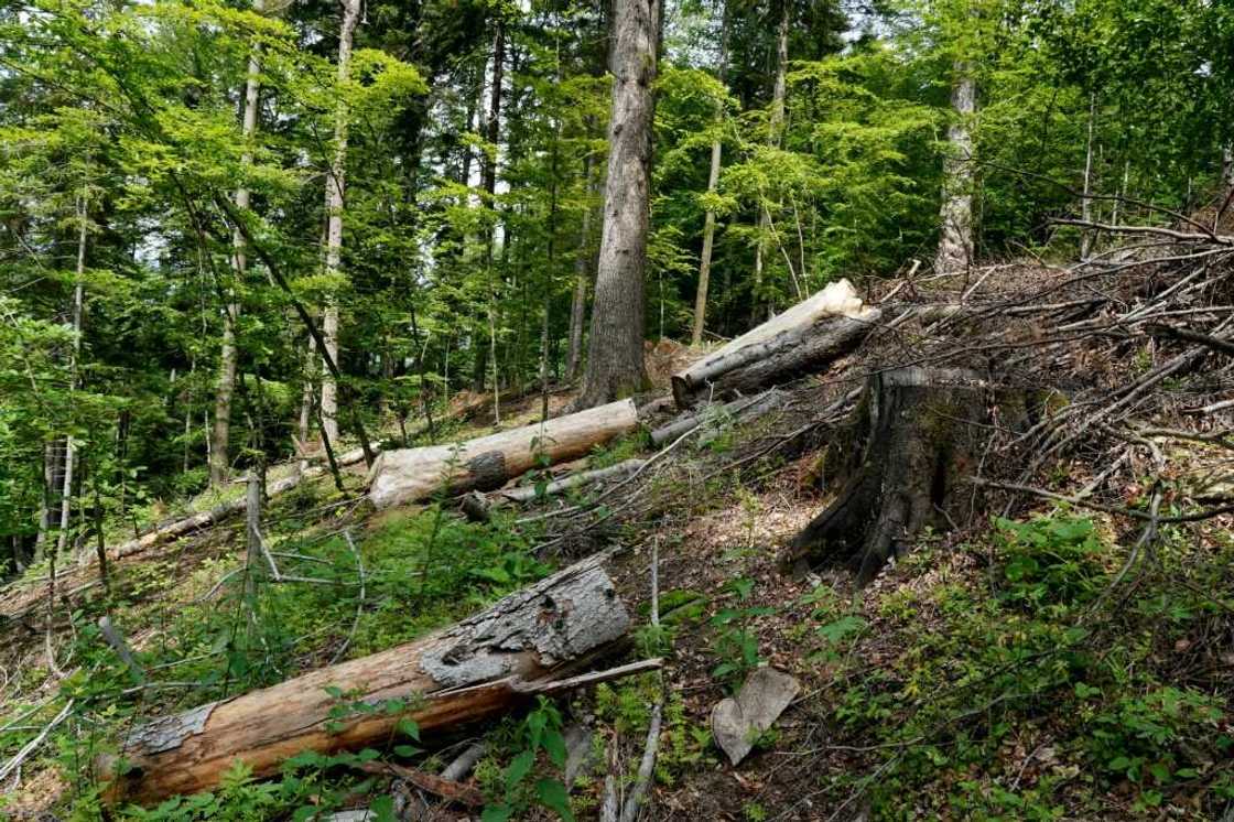 Poland's state forestry agency owns the majority of forests Poland's state forestry agency owns the majority of forests