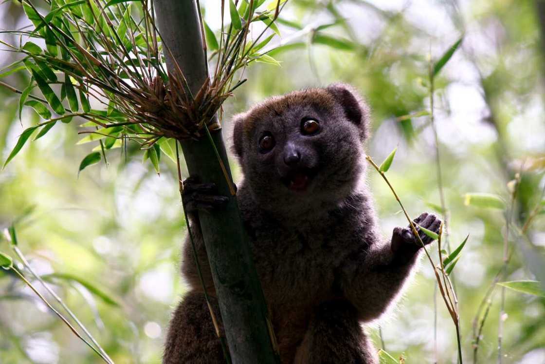 Uncommon animals Uncommon animals