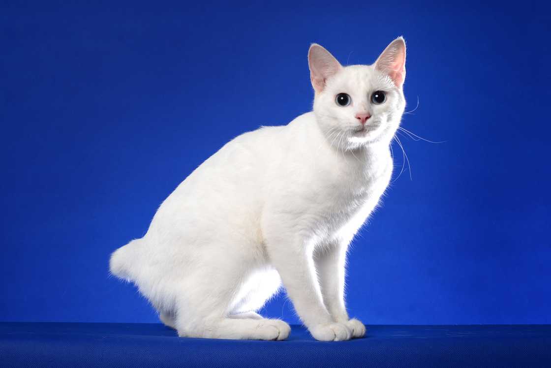 Japanese bobtail Cat on a blue background.