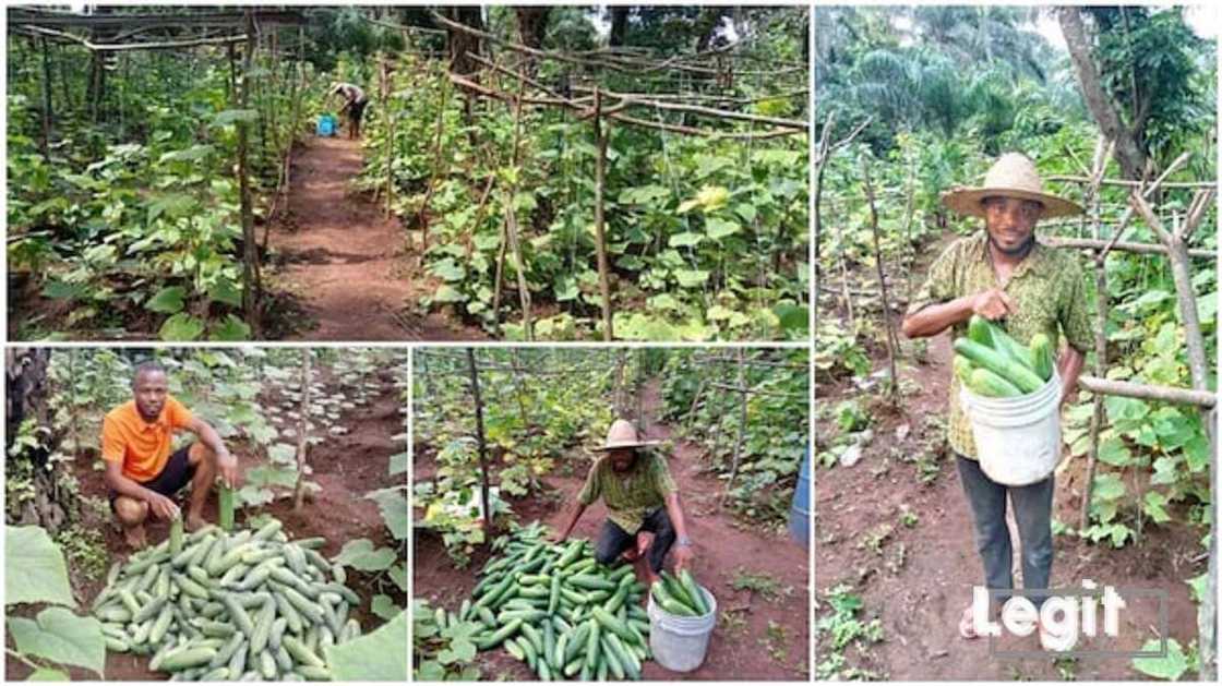 Matashi mai digiri ya adana kwalinsa, ya fada harkar noma kuma yana samun nasarori Matashi mai digiri ya adana kwalinsa, ya fada harkar noma kuma yana samun nasarori