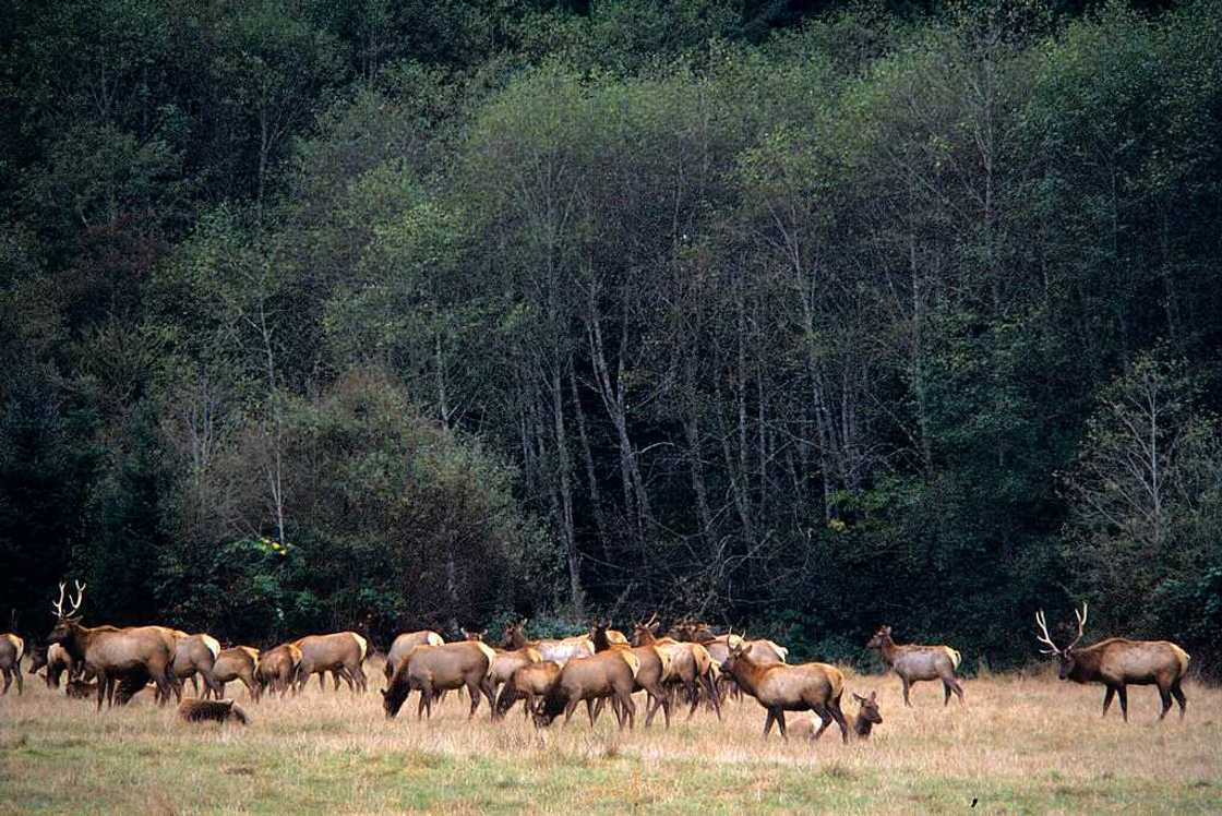 USA, Northern California, Redwood National Park, Roosevelt Elk. USA, Northern California, Redwood National Park, Roosevelt Elk.