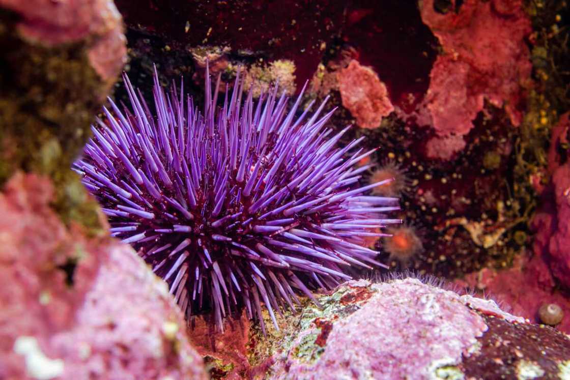 Pacific purple sea urchin in the deep waters