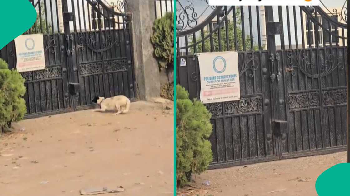 Nigerian dog jumps gate of house like human being.