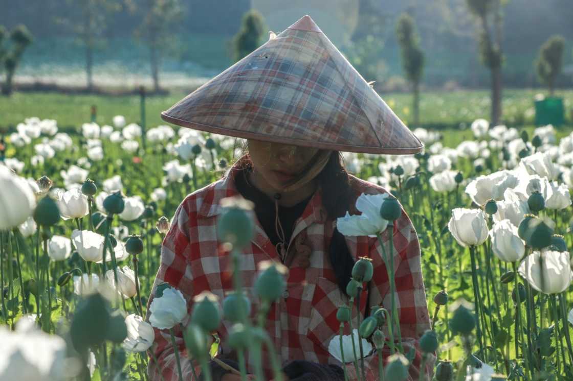 Between September and February each year, dozens of workers toil in Pekon's fields Between September and February each year, dozens of workers toil in Pekon's fields
