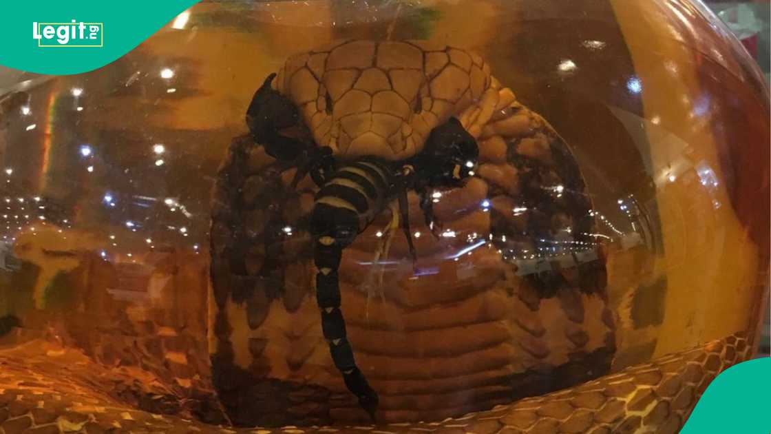 Nigerian lady displays 'snakes' seen inside jars in brother's room. Nigerian lady displays 'snakes' seen inside jars in brother's room.