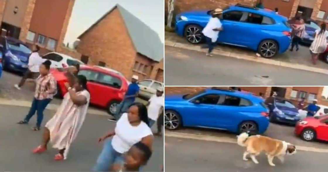 Jerusalema challenge gone wrong: Dog hilariously crashes Saffas' dance