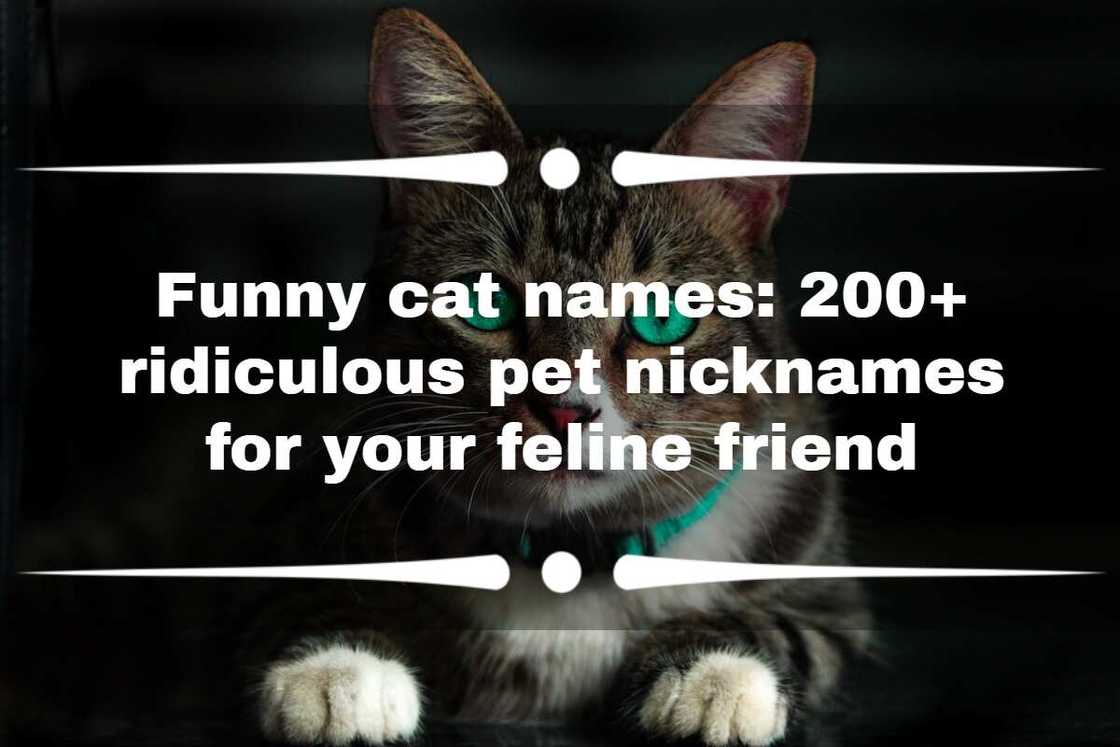Funny cat names Funny cat names
