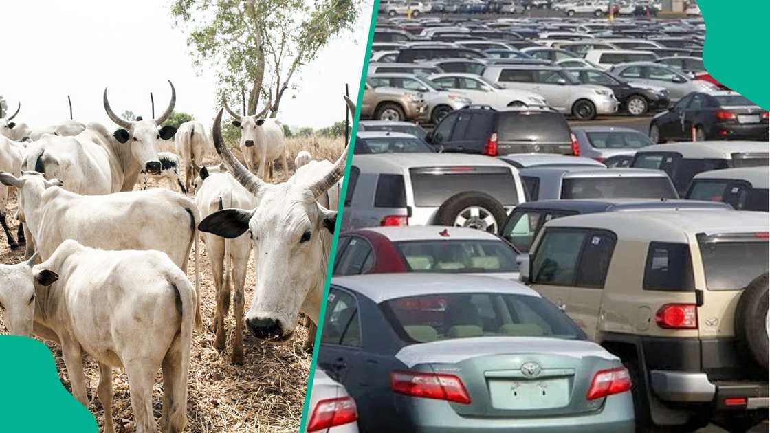 In Lagos, Cows Now Cost More Than Cars as Prices Hit N2.5 Million In Lagos, Cows Now Cost More Than Cars as Prices Hit N2.5 Million