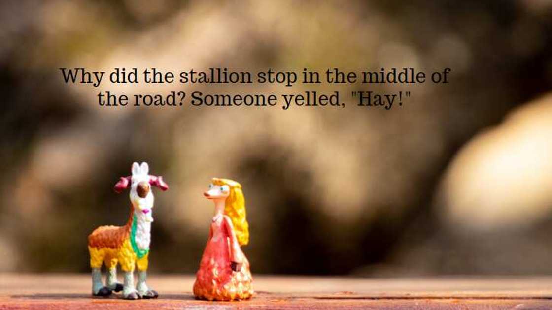 funny horse memes funny horse memes