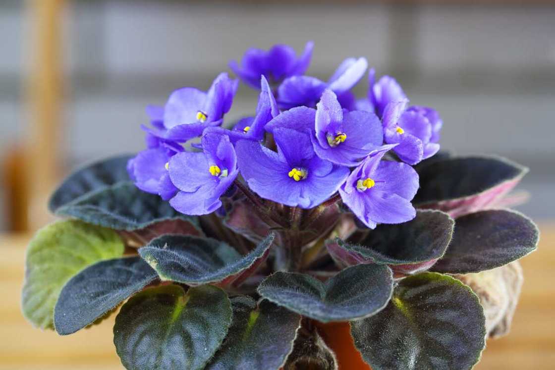 African violets African violets