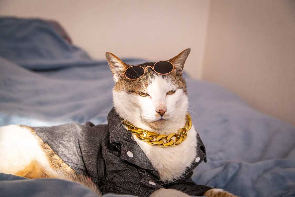 Noms de chat japonais Noms de chat japonais