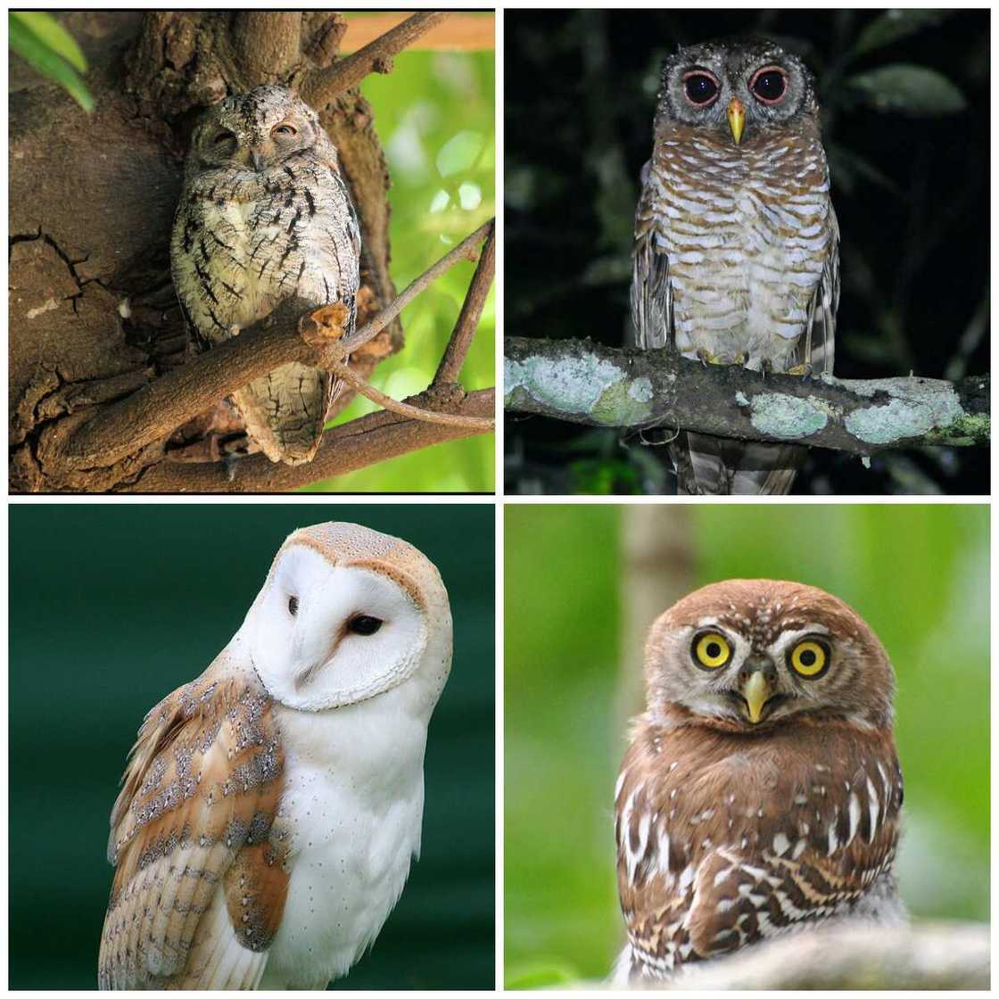 Strigiformes types Strigiformes types