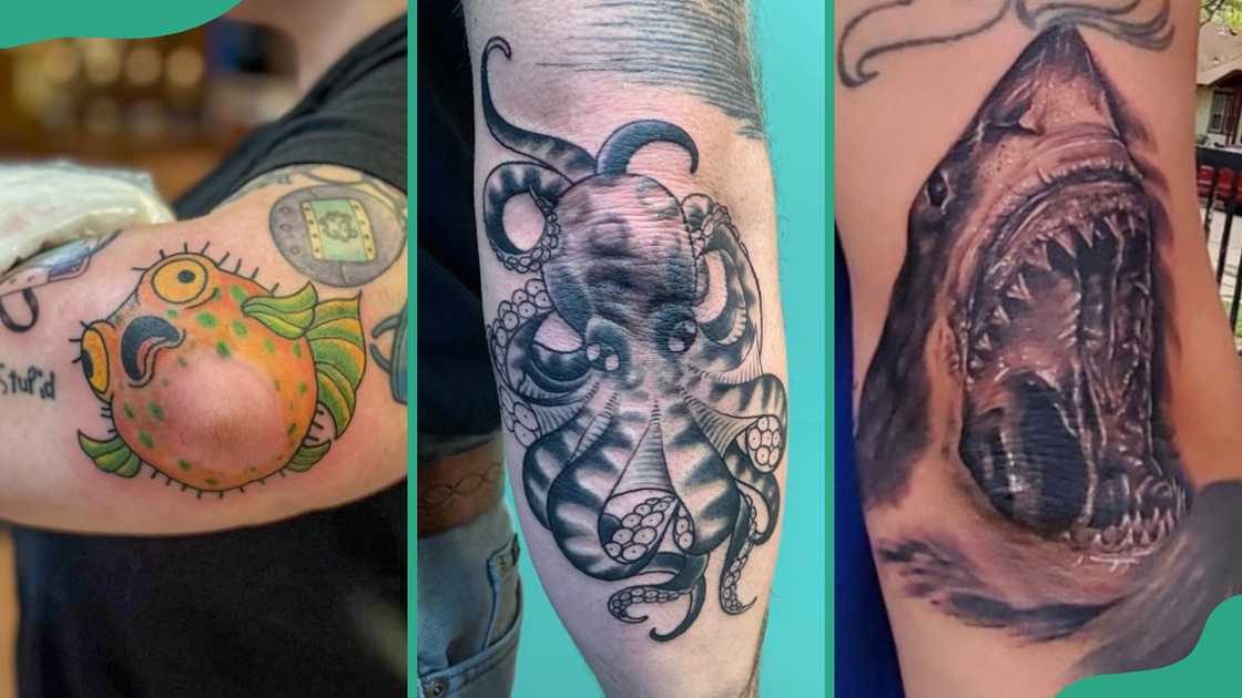 Fish (R), octopus (C), and shark (R) Fish (R), octopus (C), and shark (R)