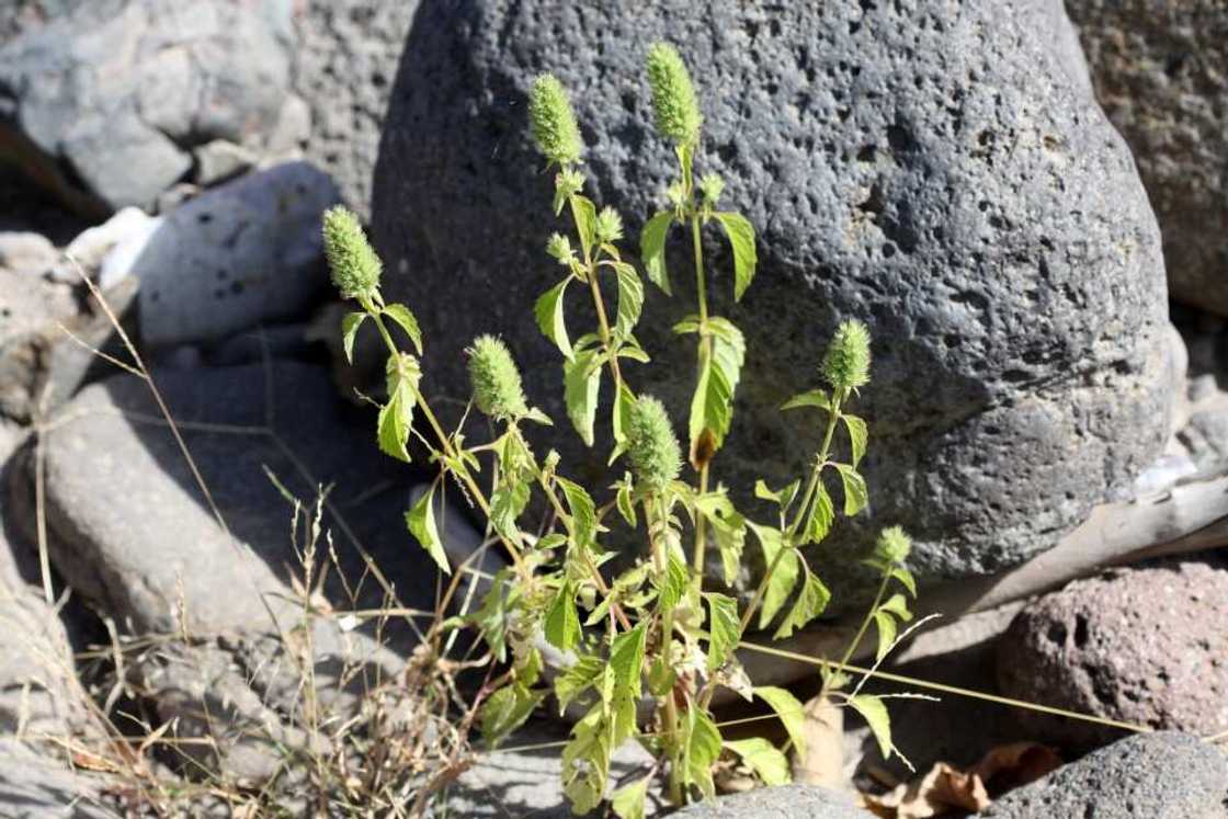 Hyptis spicigera Hyptis spicigera