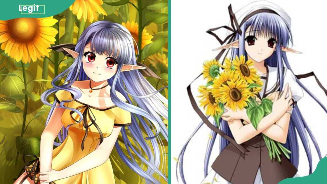 Nerine in a sunflower plantation(L) and holding sunflowers (R) Nerine in a sunflower plantation(L) and holding sunflowers (R)