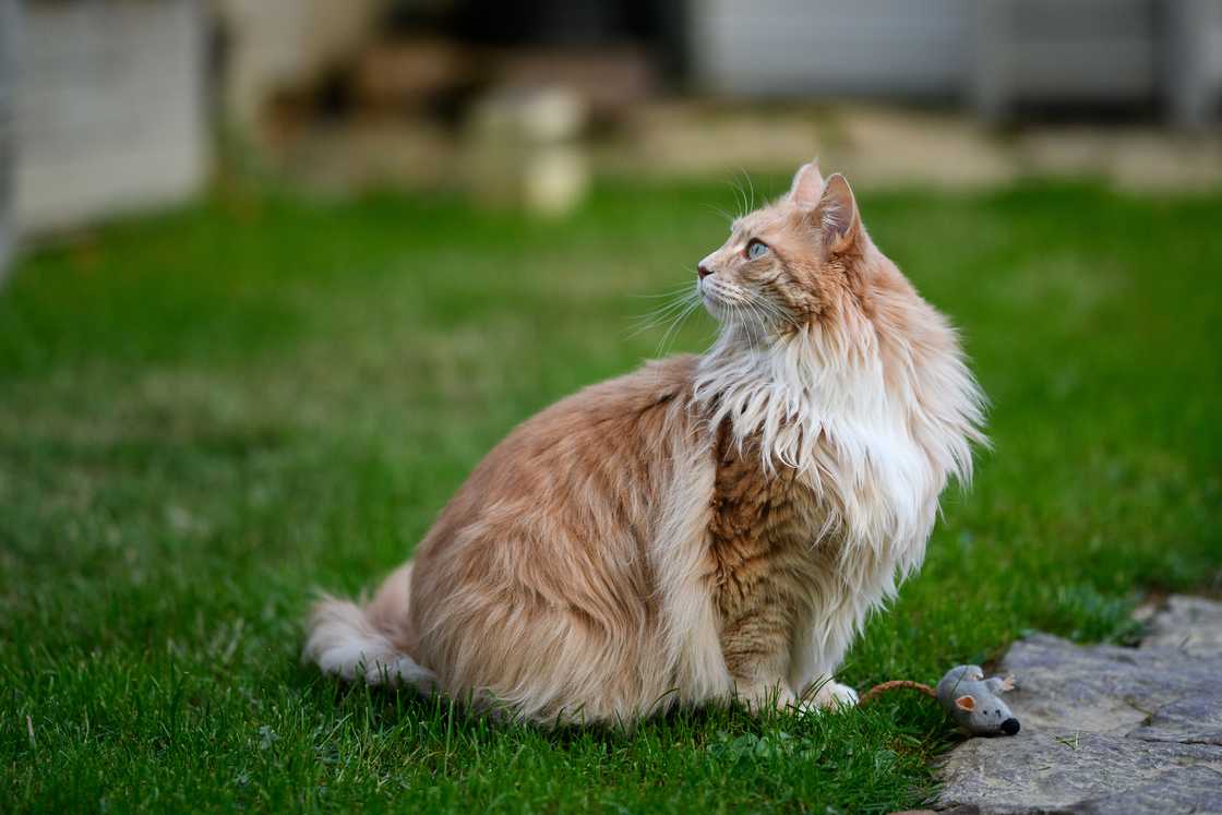 Ginger maine coon cat sitting in a garden