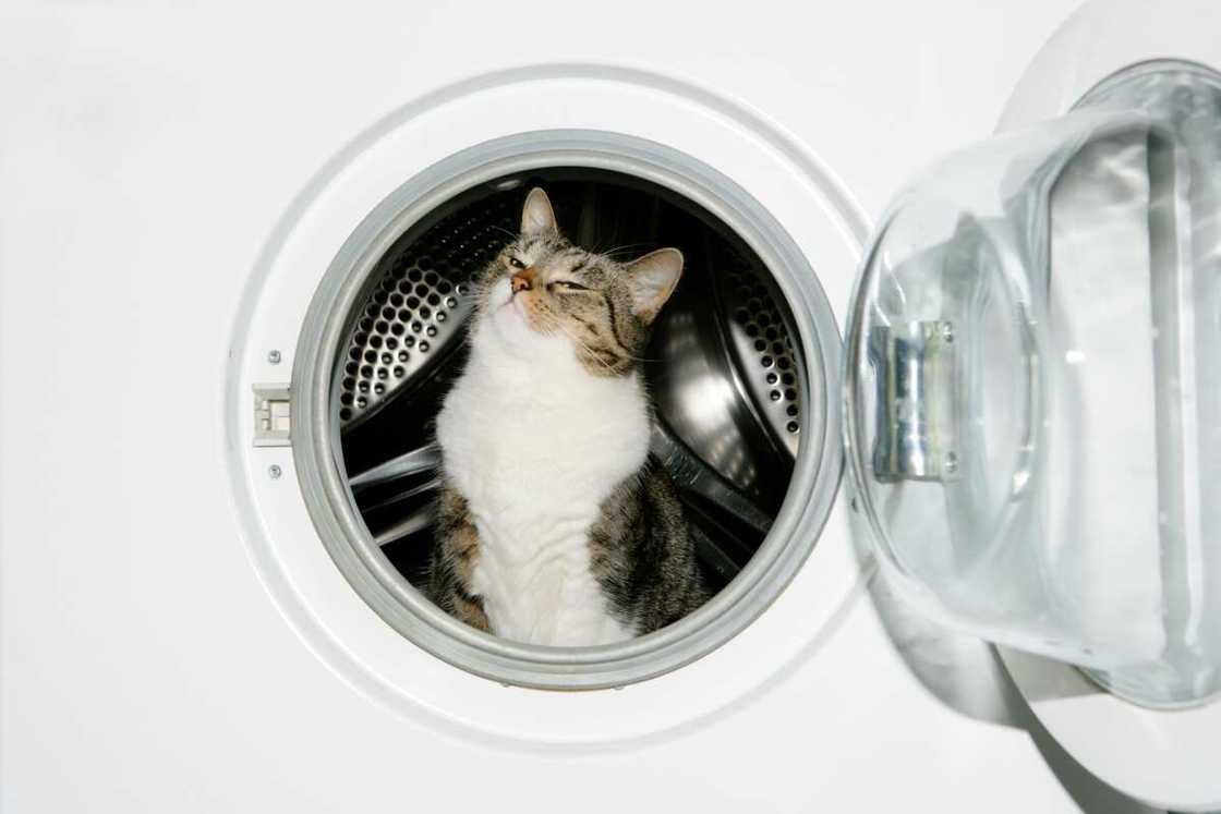 Chat dans le sèche-linge. Chat dans le sèche-linge.