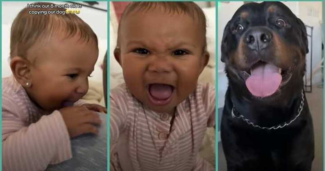 Baby copies her family's dog in hilarious video Baby copies her family's dog in hilarious video